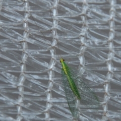 Mallada traviatus (Goldeneye Lacewing) at Chapman, ACT - 8 Apr 2019 by SWishart