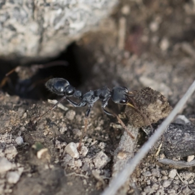 Myrmecia sp., pilosula-group (Jack jumper) at Michelago, NSW - 22 Dec 2018 by Illilanga