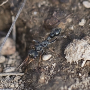 Myrmecia sp., pilosula-group at Michelago, NSW - 22 Dec 2018