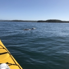 Dermochelys coriacea (Leatherback Sea Turtle) at Batemans Marine Park - 7 Apr 2019 by gdurant