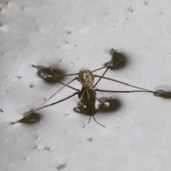 Gerridae (family) at Michelago, NSW - 17 Mar 2019 12:02 PM