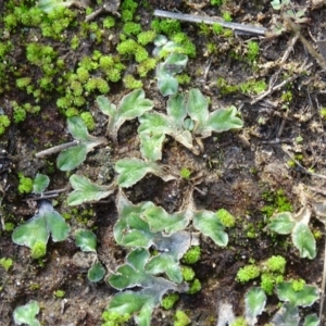 Riccia cartilaginosa at Stromlo, ACT - 7 Apr 2019 04:52 PM