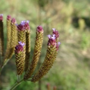 Verbena incompta at Stromlo, ACT - 7 Apr 2019