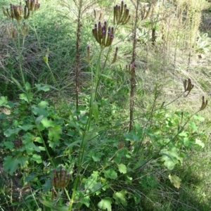 Verbena incompta at Stromlo, ACT - 7 Apr 2019