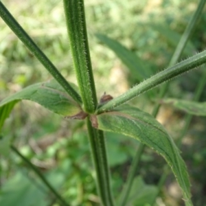 Verbena incompta at Stromlo, ACT - 7 Apr 2019