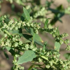 Chenopodium album at Stromlo, ACT - 7 Apr 2019