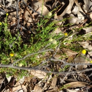 Calotis lappulacea at Stromlo, ACT - 7 Apr 2019