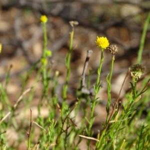 Calotis lappulacea at Stromlo, ACT - 7 Apr 2019