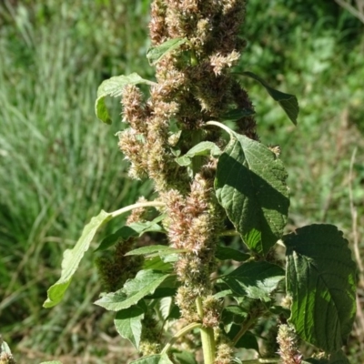 Amaranthus retroflexus (Redroot Amaranth) at Stromlo, ACT - 7 Apr 2019 by Mike