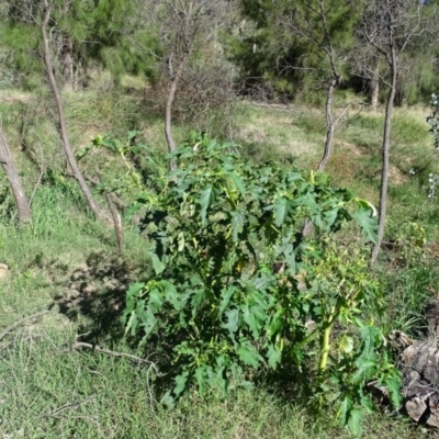 Datura stramonium (Common Thornapple) at Stromlo, ACT - 7 Apr 2019 by Mike