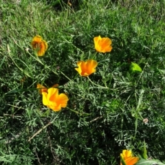 Eschscholzia californica (California Poppy) at Stromlo, ACT - 7 Apr 2019 by Mike