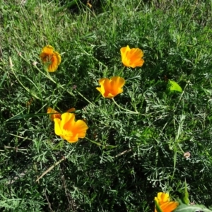 Eschscholzia californica at Stromlo, ACT - 7 Apr 2019 04:06 PM