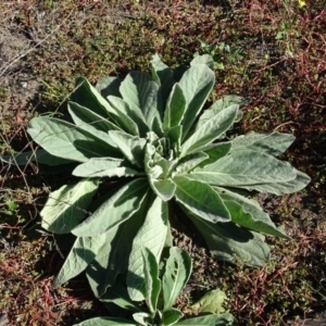 Verbascum thapsus subsp. thapsus at Stromlo, ACT - 7 Apr 2019 04:05 PM