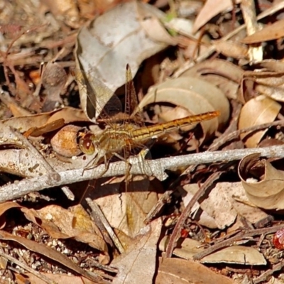 Diplacodes haematodes (Scarlet Percher) at Bemboka River Reserve - 7 Apr 2019 by RossMannell