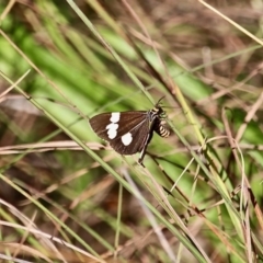 Nyctemera amicus (Senecio Moth, Magpie Moth, Cineraria Moth) at Bemboka River Reserve - 7 Apr 2019 by RossMannell