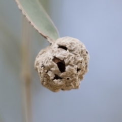 Unidentified Insect at Michelago, NSW - 20 Dec 2018 by Illilanga