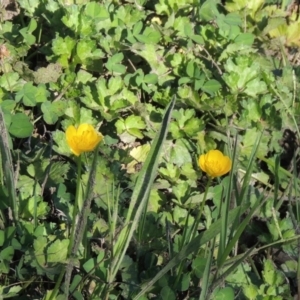 Ranunculus repens at Paddys River, ACT - 20 Feb 2019