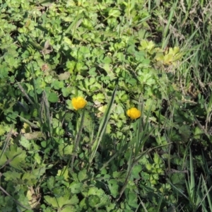 Ranunculus repens at Paddys River, ACT - 20 Feb 2019