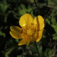 Ranunculus repens at Paddys River, ACT - 20 Feb 2019