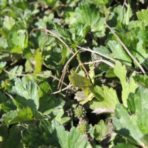 Ranunculus repens at Paddys River, ACT - 20 Feb 2019