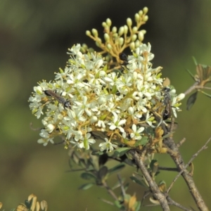 Bursaria spinosa at Paddys River, ACT - 20 Feb 2019 06:13 PM