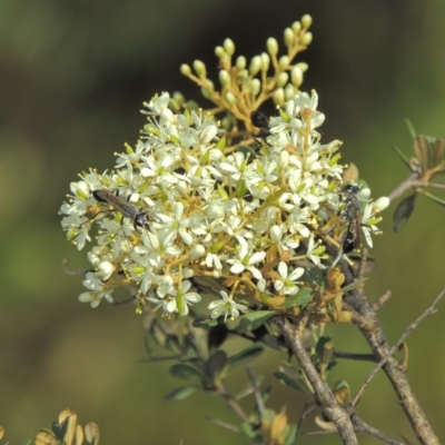 Bursaria spinosa (Native Blackthorn, Sweet Bursaria) at Paddys River, ACT - 20 Feb 2019 by michaelb