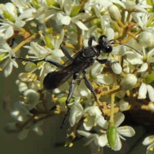 Isodontia sp. (genus) at Paddys River, ACT - 20 Feb 2019