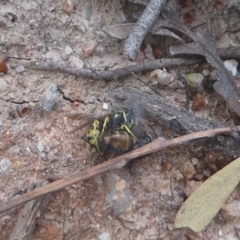 Vespula germanica (European wasp) at Paddys River, ACT - 7 Apr 2019 by Christine