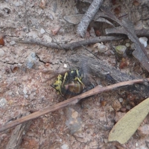 Vespula germanica at Paddys River, ACT - 7 Apr 2019 04:52 PM