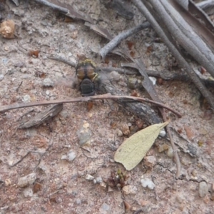 Vespula germanica at Paddys River, ACT - 7 Apr 2019 04:52 PM