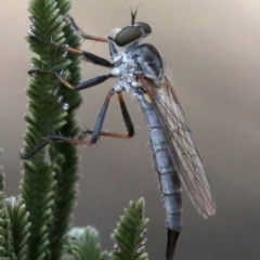Cerdistus sp. (genus) (Yellow Slender Robber Fly) at Majura, ACT - 26 Jan 2019 by jbromilow50