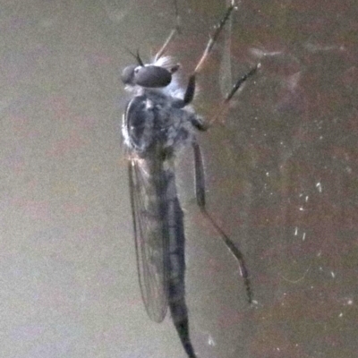 Cerdistus sp. (genus) (Yellow Slender Robber Fly) at Ainslie, ACT - 1 Feb 2019 by jbromilow50
