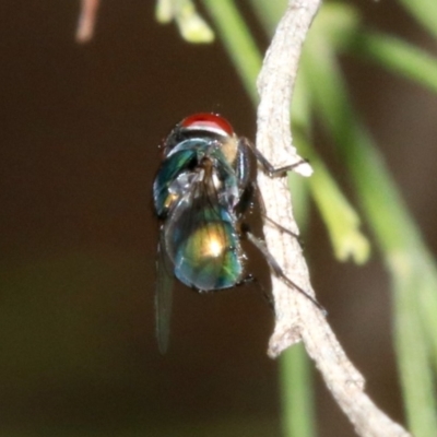 Chrysomya sp. (genus) (A green/blue blowfly) at Majura, ACT - 5 Apr 2019 by jbromilow50