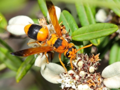 Anterhynchium nigrocinctum (A potter wasp) at Acton, ACT - 7 Apr 2019 by TimL