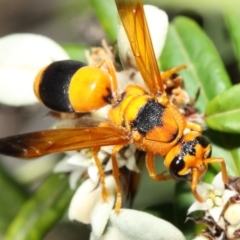 Anterhynchium nigrocinctum at Acton, ACT - 7 Apr 2019 12:53 PM