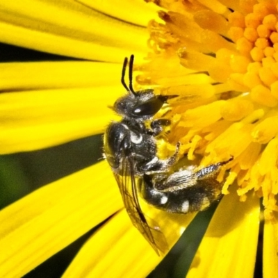 Lipotriches (Austronomia) ferricauda (Halictid bee) at Banks, ACT - 4 Apr 2019 by UserfaKgHkxs