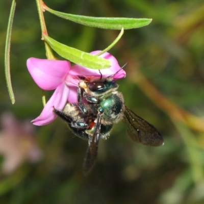 Xylocopa (Lestis) aerata (Golden-Green Carpenter Bee) at Acton, ACT - 9 Apr 2019 by TimL