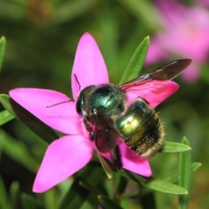 Xylocopa (Lestis) aerata at Acton, ACT - 9 Apr 2019 01:10 PM