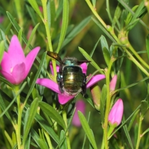 Xylocopa (Lestis) aerata at Acton, ACT - 9 Apr 2019 01:10 PM