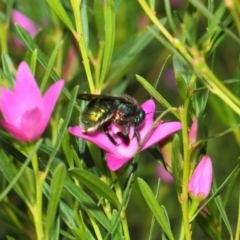 Xylocopa (Lestis) aerata at Acton, ACT - 9 Apr 2019