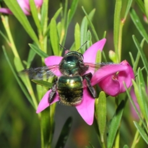 Xylocopa (Lestis) aerata at Acton, ACT - 9 Apr 2019 01:10 PM