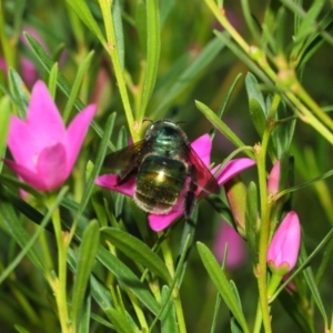 Xylocopa (Lestis) aerata at Acton, ACT - 9 Apr 2019 01:10 PM