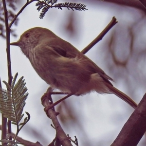 Acanthiza pusilla at Paddys River, ACT - 8 Apr 2019