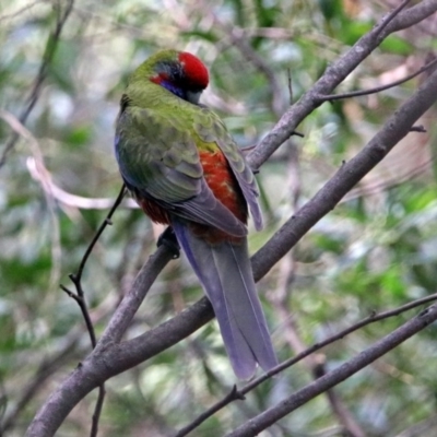 Platycercus elegans (Crimson Rosella) at Paddys River, ACT - 8 Apr 2019 by RodDeb