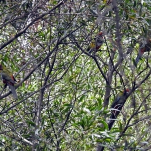 Platycercus elegans at Paddys River, ACT - 8 Apr 2019 12:51 PM