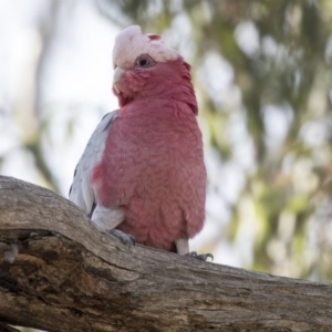 Eolophus roseicapilla at Bruce, ACT - 8 Apr 2019 09:41 AM