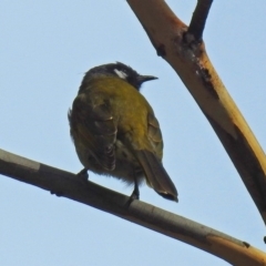 Nesoptilotis leucotis at Paddys River, ACT - 8 Apr 2019