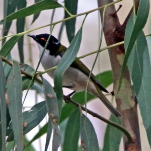 Melithreptus lunatus at Paddys River, ACT - 8 Apr 2019 11:45 AM