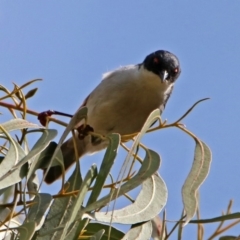 Melithreptus lunatus at Paddys River, ACT - 8 Apr 2019 11:45 AM