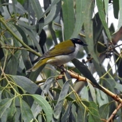 Melithreptus lunatus at Paddys River, ACT - 8 Apr 2019 11:45 AM